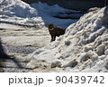 野良猫 雪の塊からうかがう 野良猫 雪の塊からうかがう 90439742