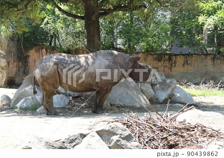 大阪天王寺動物園の風景 大阪天王寺動物園の風景 90439862