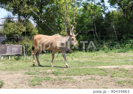 大阪天王寺動物園の風景 90439863