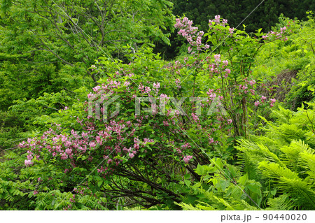 緑の中でタニウツギのピンクの花開く　福島県只見町 90440020