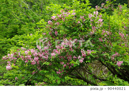 緑の中でタニウツギのピンクの花開く　福島県只見町 90440021
