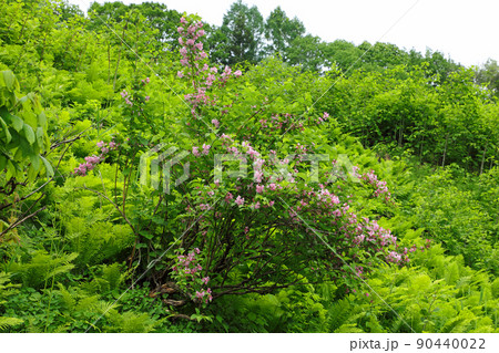 緑の中でタニウツギのピンクの花開く 福島県只見町 緑の中でタニウツギのピンクの花開く 福島県只見町 90440022