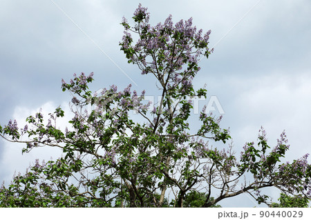 キリの木の花開く　福島県只見町 90440029