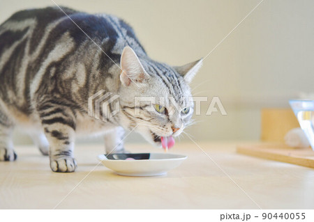 食事中の猫 90440055