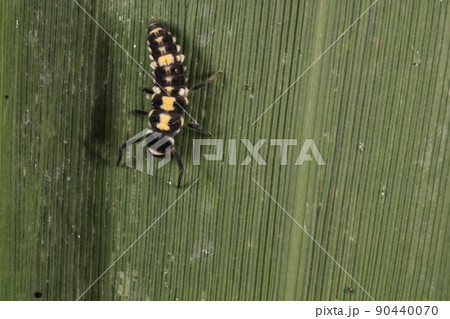生き物　昆虫　ヒメカメノコテントウ、幼虫です。黒地に黄色や白の斑紋、長い脚で植物の上を徘徊しています 90440070