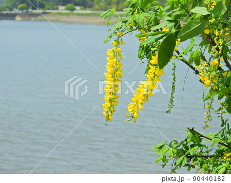 藤のような蝶型の黄色い花が咲くマメ科のキングサリ 藤のような蝶型の黄色い花が咲くマメ科のキングサリ 90440182