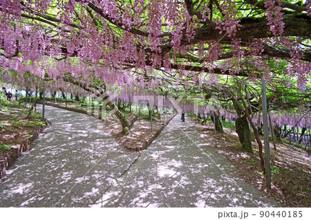 薄紫色の枝垂れた花が美しい蔓性落葉植物の藤棚 90440185