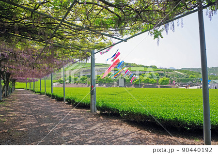 藤の花が咲く大分県宇佐市の千財農園の茶畑と鯉のぼり 藤の花が咲く大分県宇佐市の千財農園の茶畑と鯉のぼり 90440192