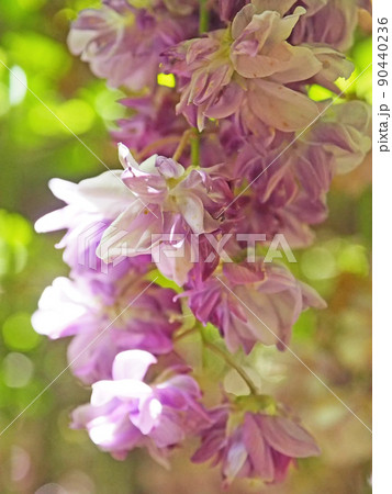 八重咲の濃い紫色の花が咲く藤八重黒龍 八重咲の濃い紫色の花が咲く藤八重黒龍 90440236