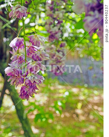 八重咲の濃い紫色の花が咲く藤八重黒龍 90440237