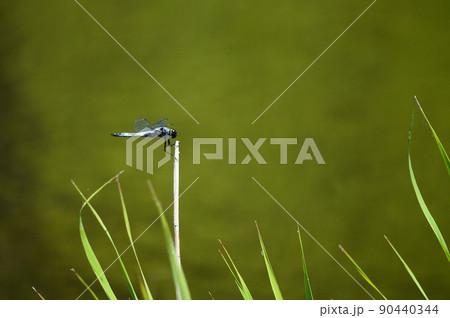 シオガラトンボ 90440344