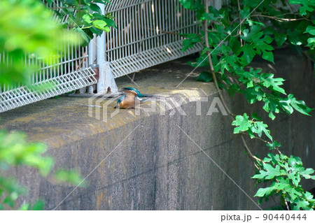 幼鳥の頑張り 幼鳥の頑張り 90440444