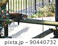 暑さにバテるレッサーパンダ 暑さにバテるレッサーパンダ 90440732