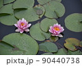 睡蓮 ピンク シンメトリー 睡蓮 ピンク シンメトリー 90440738