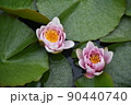 睡蓮 千秋公園 睡蓮 千秋公園 90440740