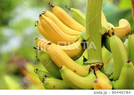 バナナの実 バナナの実 90440784