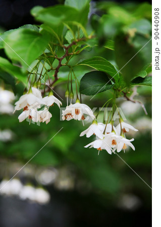 エゴノキの花 90440908