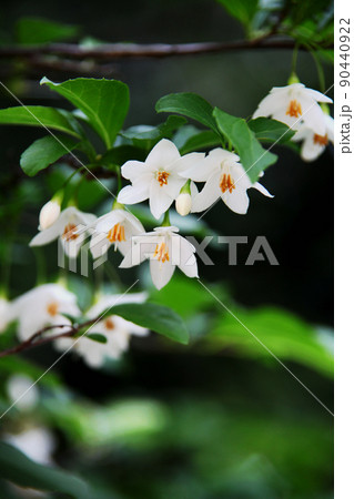 エゴノキの花 90440922