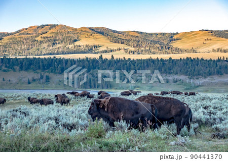 scenes around yellowstone national park in wyoming scenes around yellowstone national park in wyoming 90441370