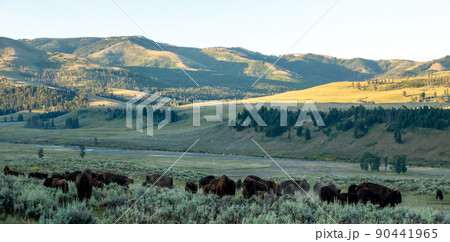 scenes around yellowstone national park in wyoming 90441965