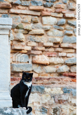 エフェソス遺跡の野良猫 90442269