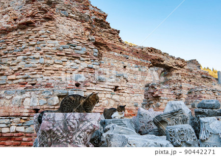 エフェソス遺跡の野良猫 90442271