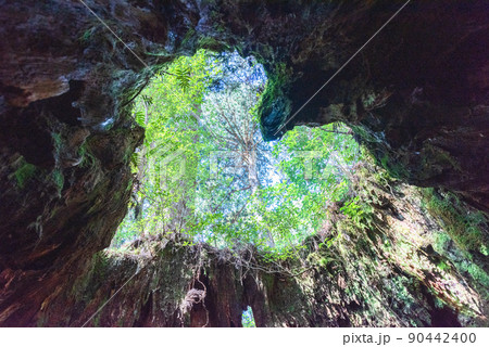 ウイルソン株のハート 屋久島屋久杉切り株(2月) ウイルソン株のハート 屋久島屋久杉切り株(2月) 90442400