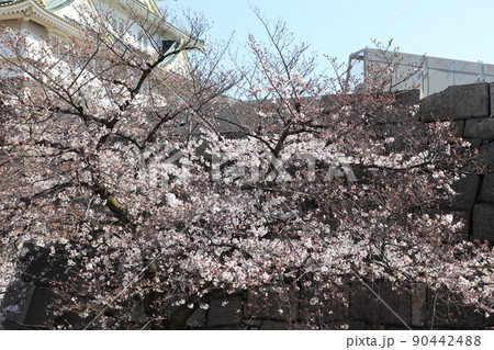 大阪城隠し曲輪の桜 90442488