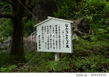 【石川県】 白山比咩神社 【石川県】 白山比咩神社 90443070