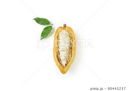 Fresh cocoa fruits with half sliced and green leaf 90443237