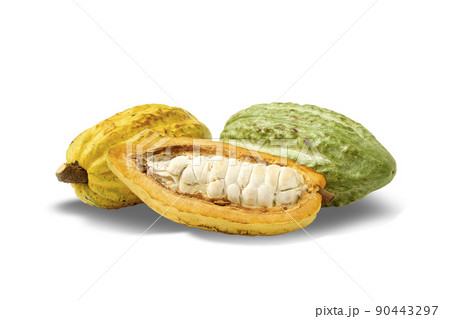 cocoa beans and fresh yellow and green pods cocoa beans and fresh yellow and green pods 90443297