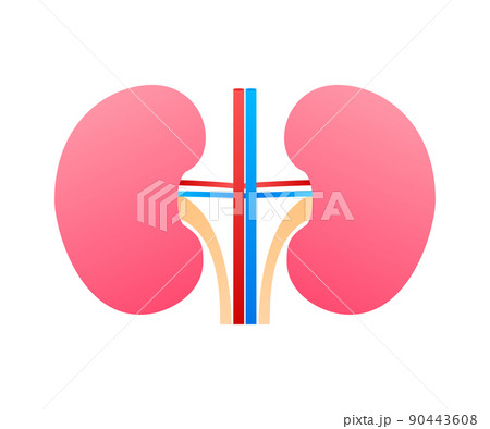 3d illustration with kidneys. Isolated cartoon vector illustration. Healthcare illustration 3d illustration with kidneys. Isolated cartoon vector illustration. Healthcare illustration 90443608