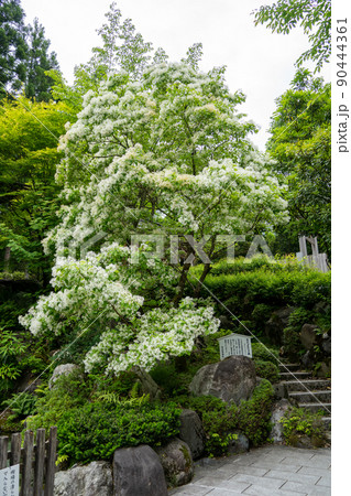 【石川県】 白山比咩神社 【石川県】 白山比咩神社 90444361