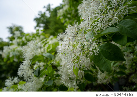 【石川県】　白山比咩神社 90444368