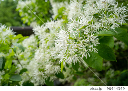 【石川県】　白山比咩神社 90444369