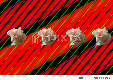 コントラストなバラ　風に揺られ 90444393