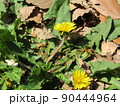 散歩道に咲いた黄色いタンポポの花 90444964
