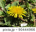 散歩道に咲いた黄色いタンポポの花 90444966