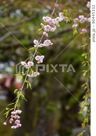 公園のしだれ桜 90445332