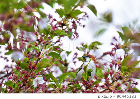 花が終わった桜に止まるニュウナイスズメ 90445333