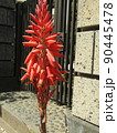 この赤い花は多肉植物アロエの一種の花 90445478
