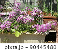 プランターに沢山咲いている桜草の桃色の花 90445480