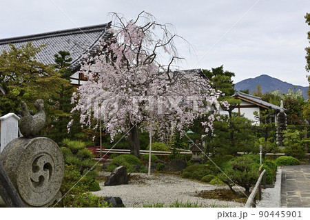 天寧寺　紅枝垂れ糸桜 90445901