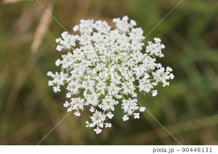 Caraway (Carum carvi) Caraway (Carum carvi) 90446131
