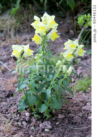 Snapdragons (Antirrhinum) Snapdragons (Antirrhinum) 90446132