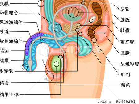 男性生殖器　構造　イラスト　日本語 90446261