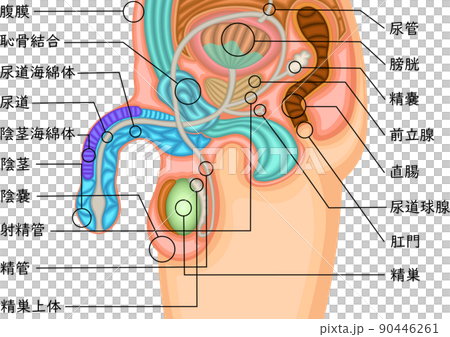 男性生殖器　構造　イラスト　日本語 90446261