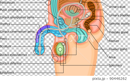 Male genital structure illustration English 90446262