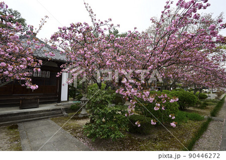 本満寺　八重桜 90446272