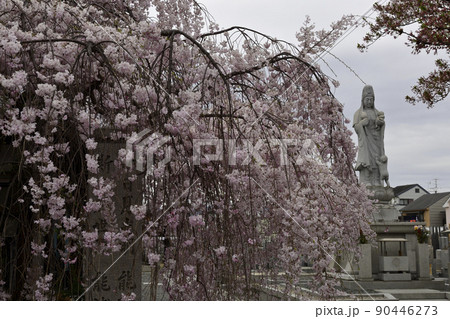 本満寺 枝垂れ糸桜 本満寺 枝垂れ糸桜 90446273